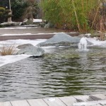 Auch im Winter schön anzusehen und eine Bereicherung im Garten