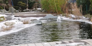 Auch im Winter schön anzusehen und eine Bereicherung im Garten