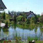 Großer Schwimmteich mit Biotop