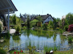 Großer Schwimmteich mit Biotop